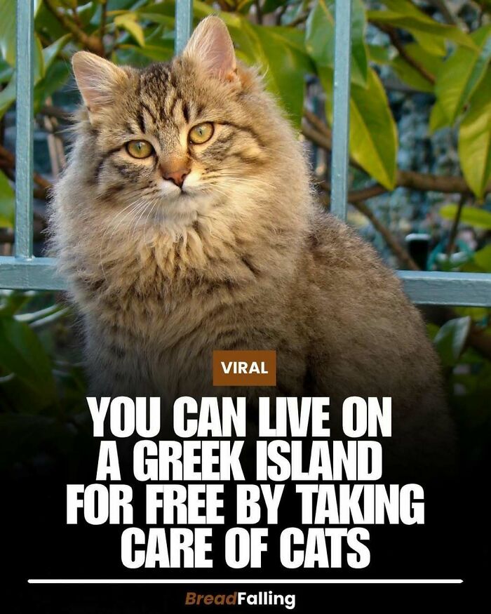 An interesting fact about living on a Greek island for free by caring for cats, with a fluffy cat.