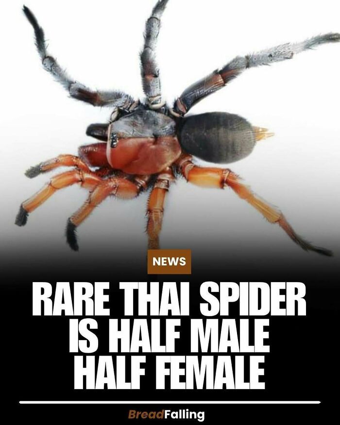 Close-up of a rare Thai spider, representing interesting facts about unique creatures for productive scrolling.