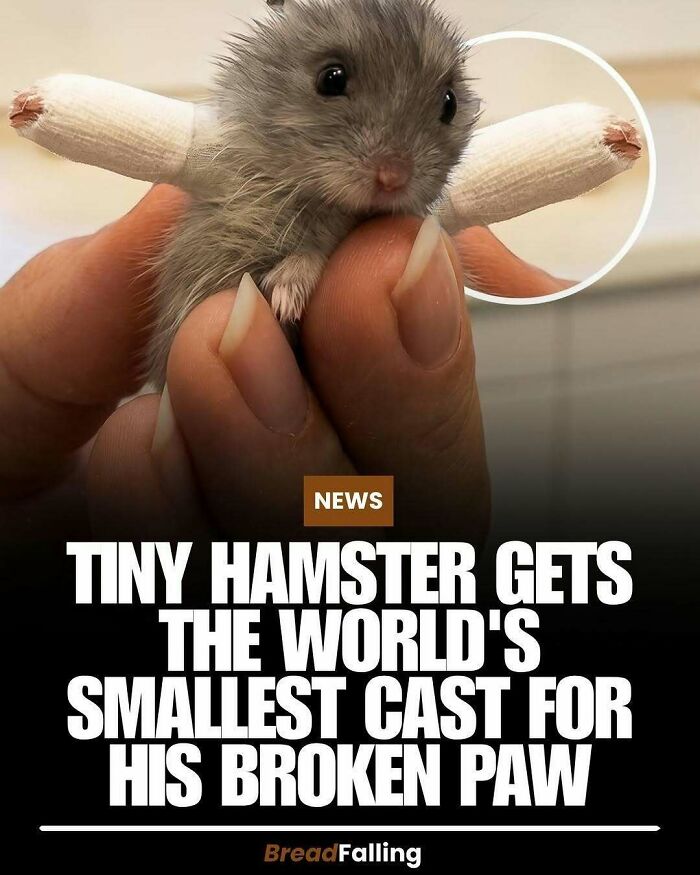 A tiny hamster with casts on its paws, sharing interesting facts about the world's smallest cast.