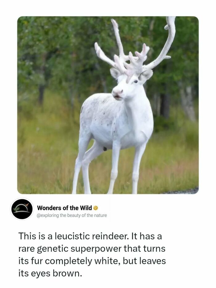 A leusictic reindeer, a fascinating animal fact for animal lovers, with white fur and brown eyes.