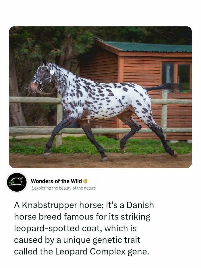 A beautiful Knabstrupper horse with a leopard-spotted coat, offering interesting facts for animal lovers.