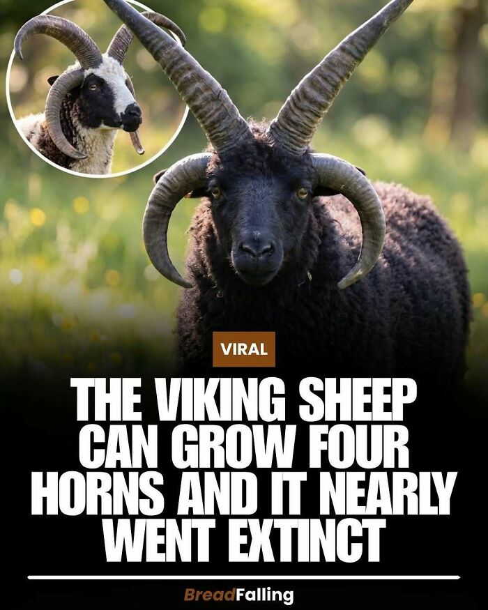 Interesting fact: Viking sheep can grow four horns, a fascinating and productive fact.