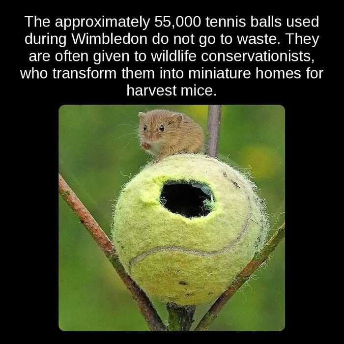 Harvest mouse peeking out of a tennis ball used as a miniature home, showcasing unseen facts.