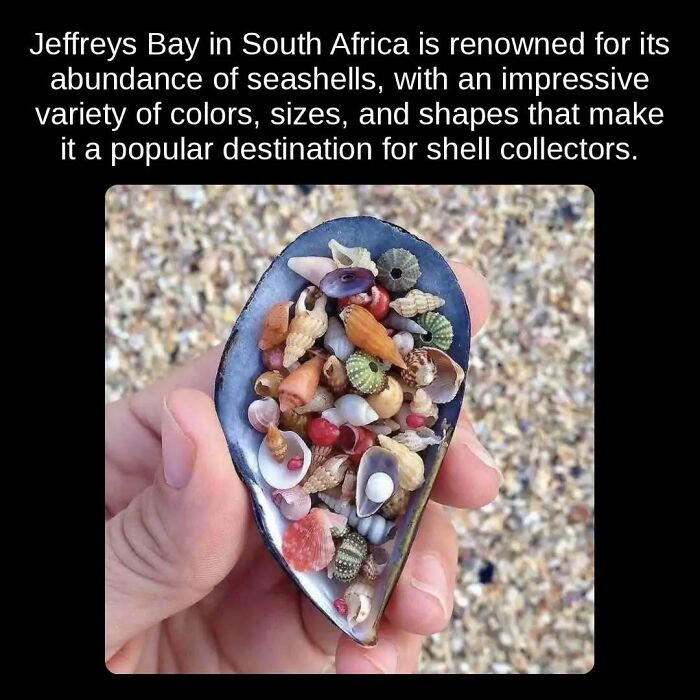 A hand holding a mussel shell filled with various colorful seashells from Jeffreys Bay, showcasing unseen facts about seashells.