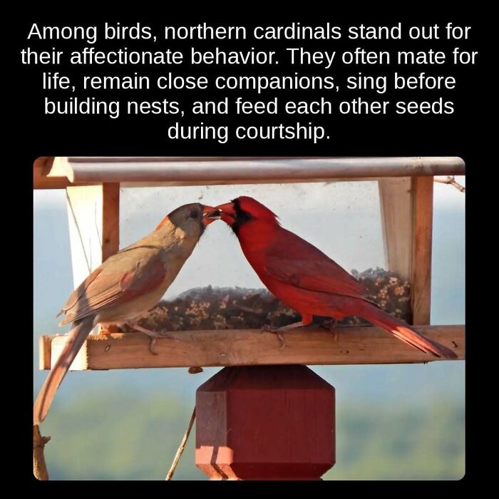 Northern cardinals, mate for life, feeding each other seeds, an unseen fact of affectionate bird behavior.