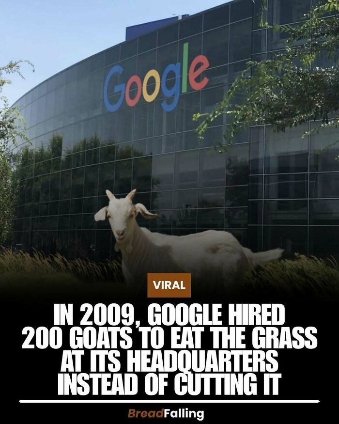 A white goat grazes in front of the Google headquarters, one of many interesting facts for productive scrolling.