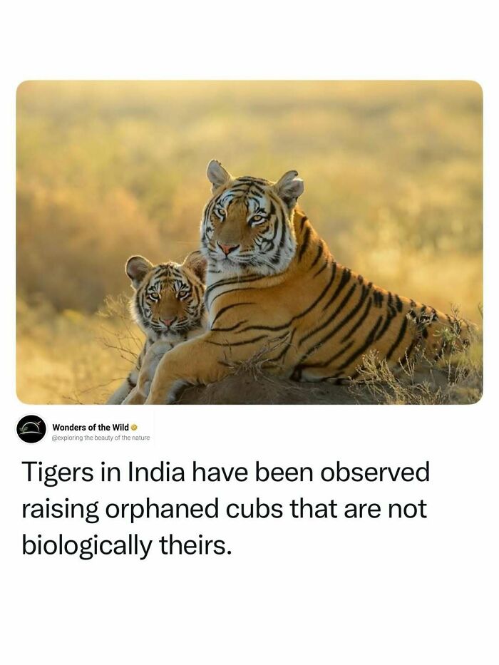 A majestic tiger and its cub, showcasing interesting animal facts and the wonders of the wild.