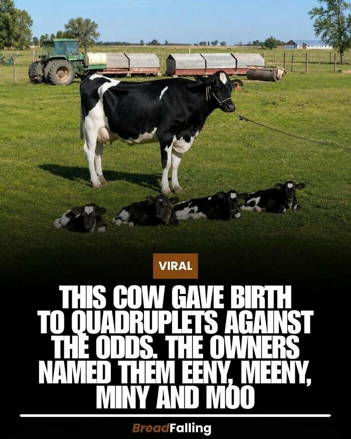 Interesting facts: A cow gave birth to quadruplets, named Eeny, Meeny, Miny, and Moo, in a rare occurrence.