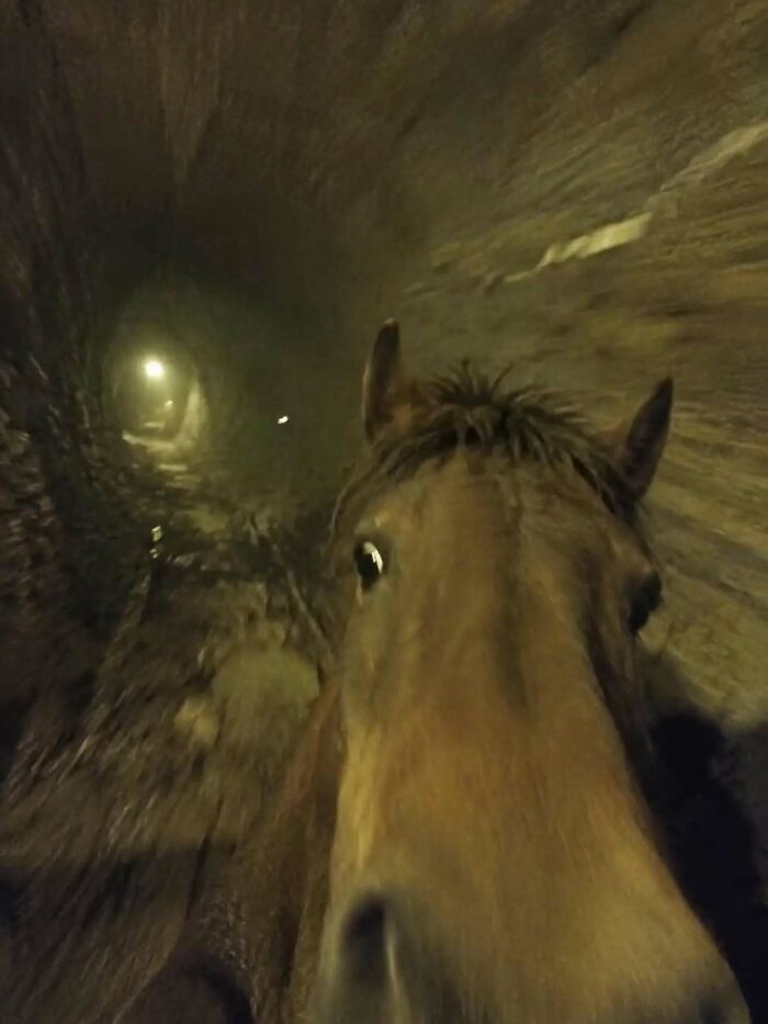 A cringe meme featuring a close-up of a horse's face inside a dark tunnel, looking unhinged.