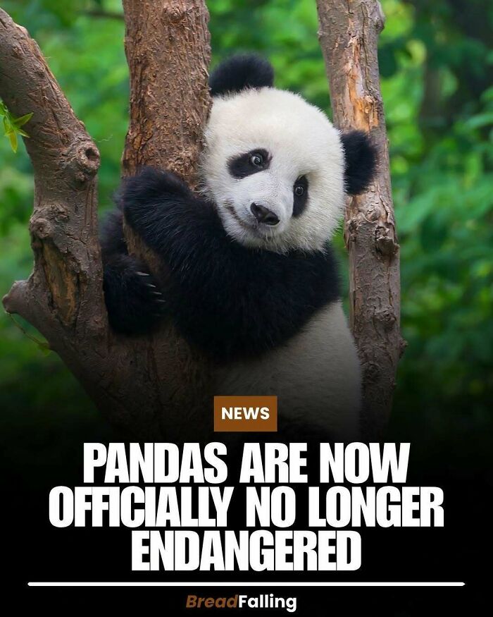 Pandas are no longer endangered, a positive interesting fact about wildlife conservation efforts.