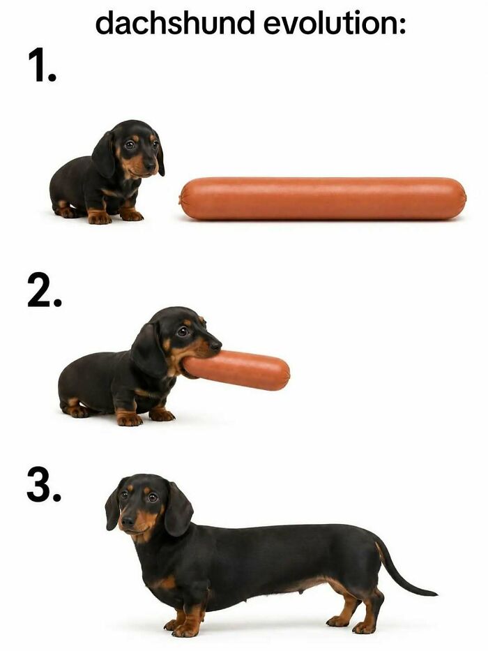 An unhinged meme showing the evolution of a dachshund into a hot dog, representing cringe humor.