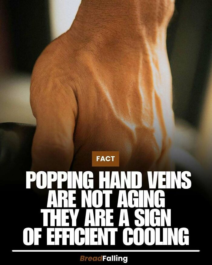 Close-up of a veiny hand, an interesting fact about hand veins and efficient cooling.