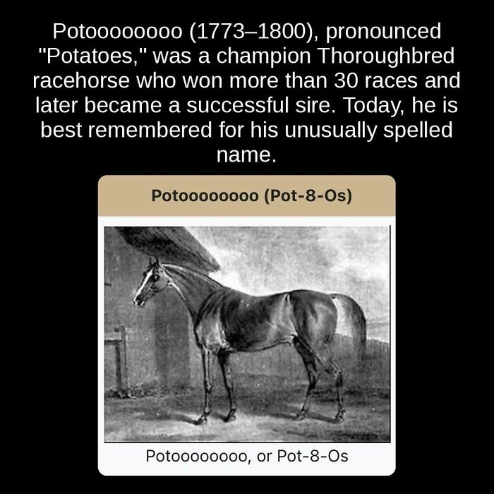 An old illustration of Pot-8-Os, the champion Thoroughbred racehorse, highlighting unseen facts about its history.