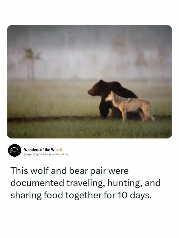 A wolf and a bear interacting in a field, highlighting animal behavior facts.