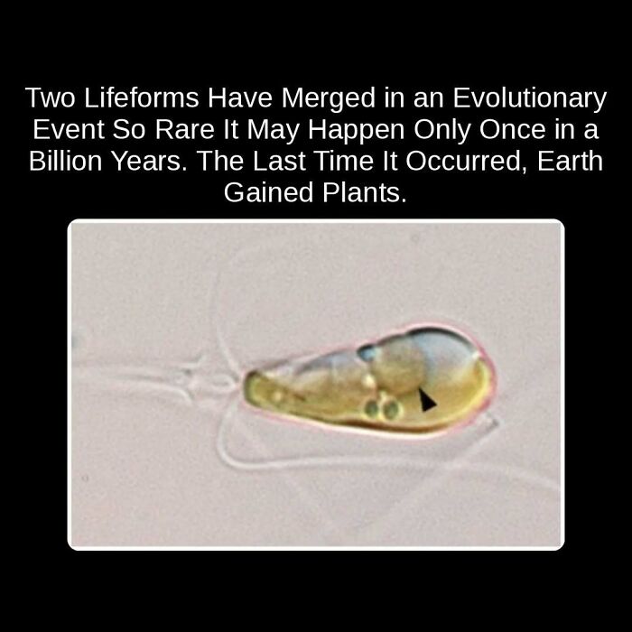 Microscopic image of two lifeforms merging, an evolutionary event so rare it may happen only once in a billion years, an unseen fact.