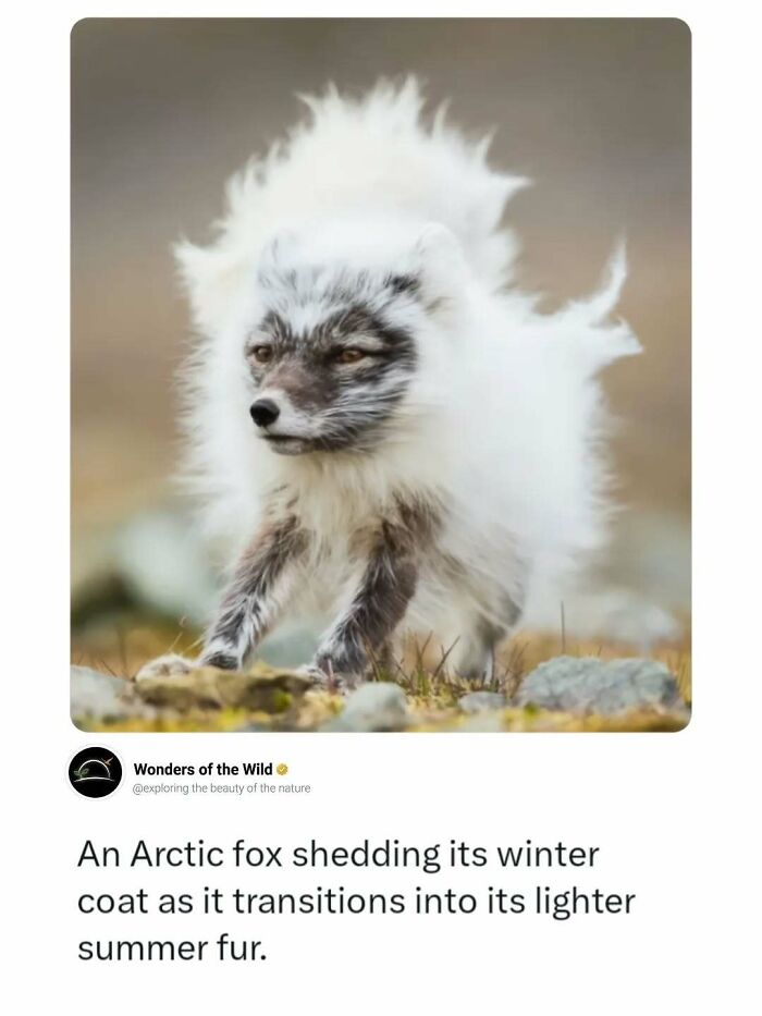 An Arctic fox shedding its winter coat for summer fur, one of many interesting animal facts.