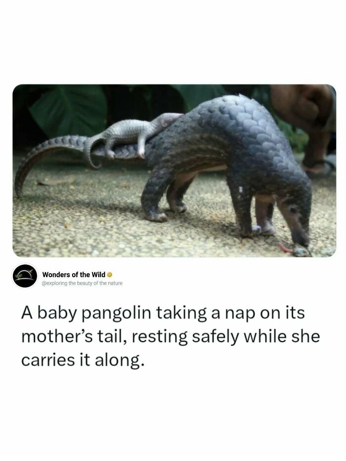 A baby pangolin rests on its mother's tail, an interesting fact for animal lovers.