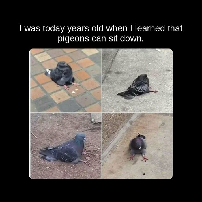 Four images of pigeons sitting down in different outdoor settings, revealing unseen facts about pigeon behavior.