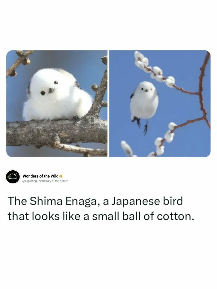 Shima Enaga, a small, fluffy Japanese bird that looks like a ball of cotton, illustrating animal facts.