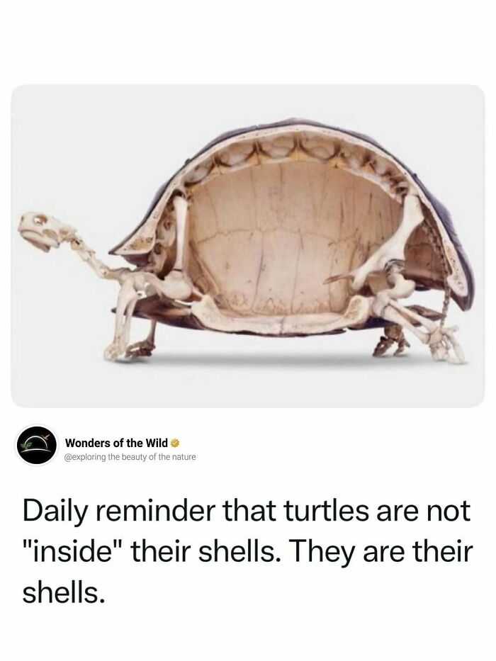 Turtle skeleton showing its shell is part of its body, an interesting fact for animal lovers.