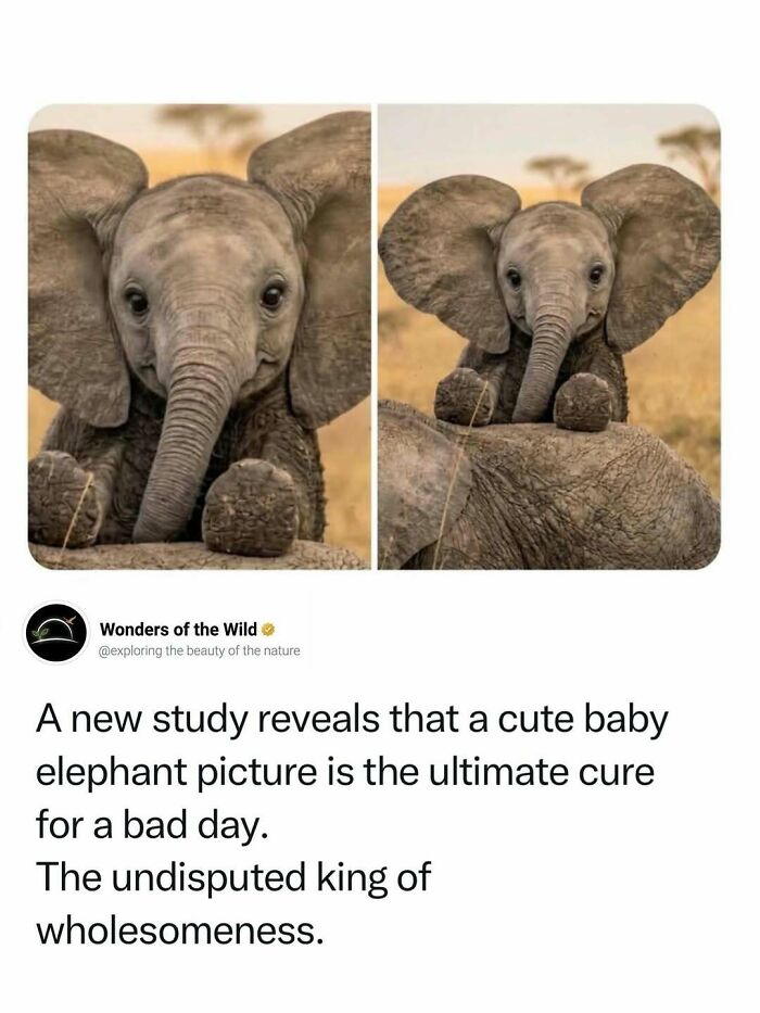 Adorable baby elephant with big ears and trunk, providing interesting animal facts for animal lovers.