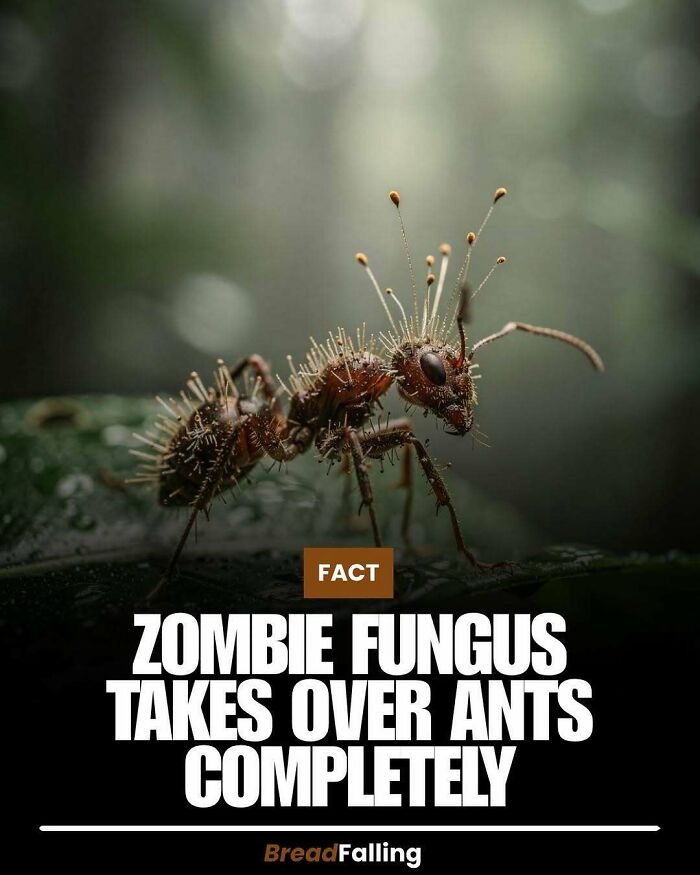 Interesting fact: Zombie fungus completely takes over ants, a fascinating and productive fact.