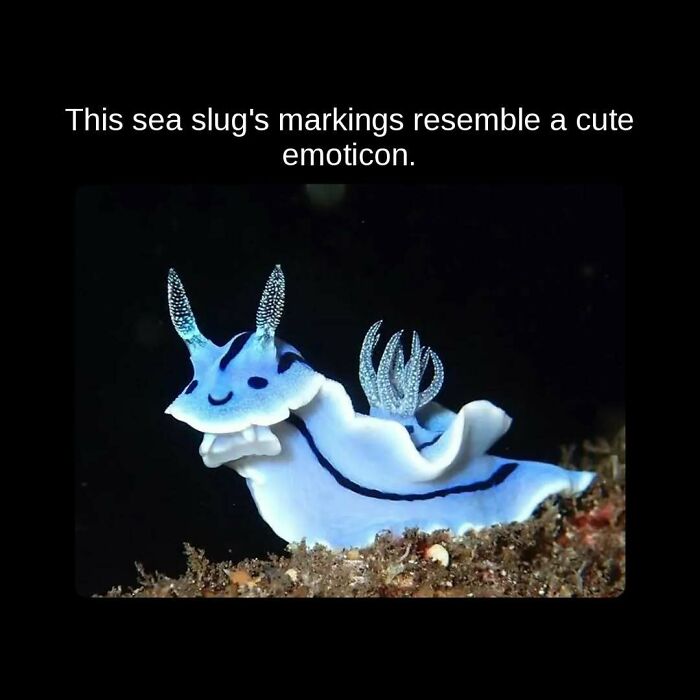 A vibrant blue and white sea slug with markings resembling an emoticon, sharing unseen facts about sea creatures.