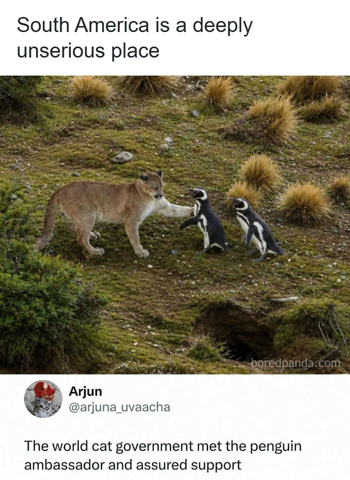 A puma interacting with two penguins in a grassy landscape. A hilarious meme and roast about animal interactions.