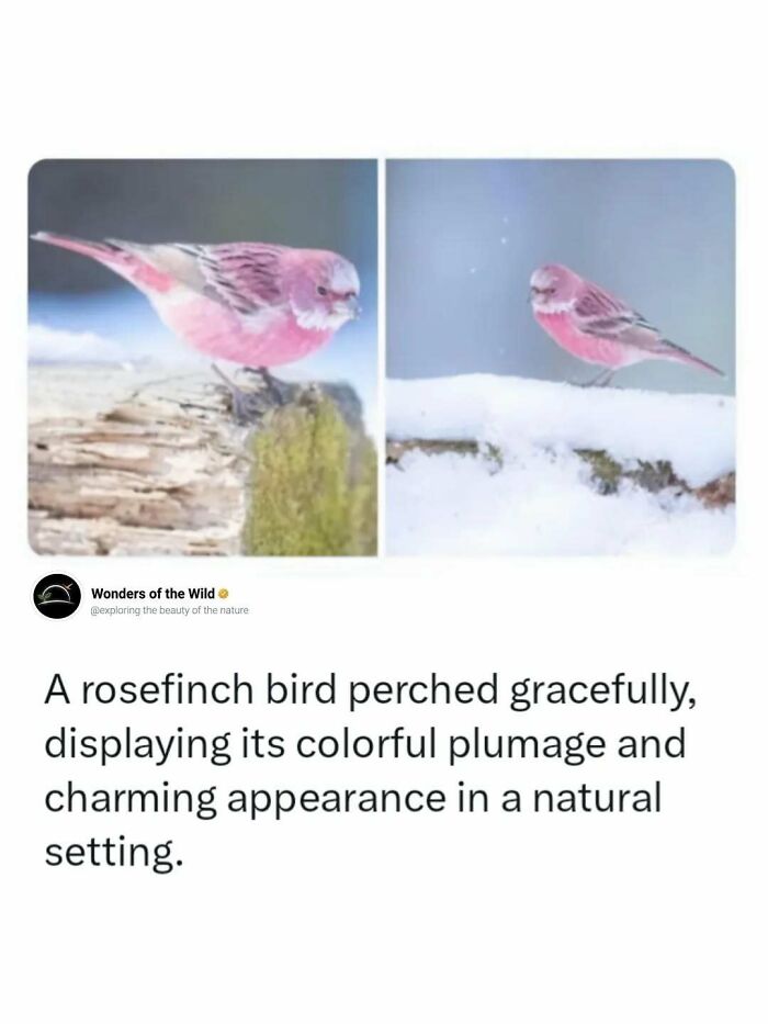 A rosefinch bird with vibrant pink plumage, a delightful sight for animal lovers.