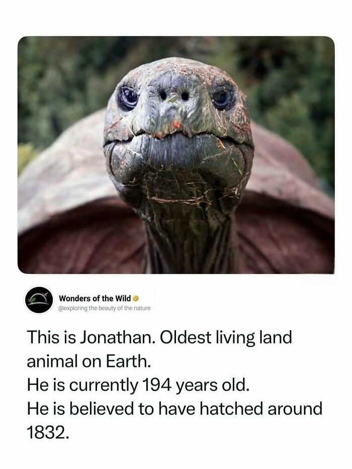 Jonathan, the oldest living land animal, a giant tortoise, offering interesting animal facts for animal lovers.