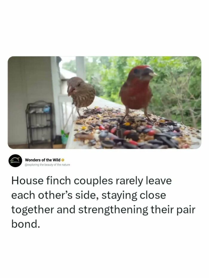 Two house finch couples on a bird feeder, displaying animal facts that delight animal lovers.
