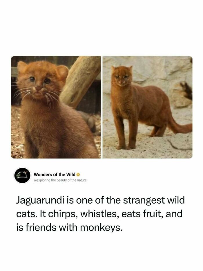 A jaguaundi, a unique wild cat that chirps and eats fruit, presented as a fun fact for animal lovers.