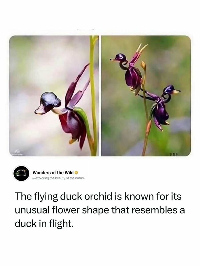 Two images of a flying duck orchid, an unusual flower, among many interesting animal facts for lovers.