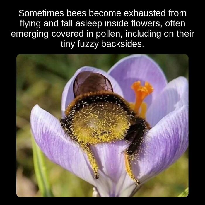 A bee covered in pollen inside a flower, illustrating an unseen fact about bee behavior and sleep.