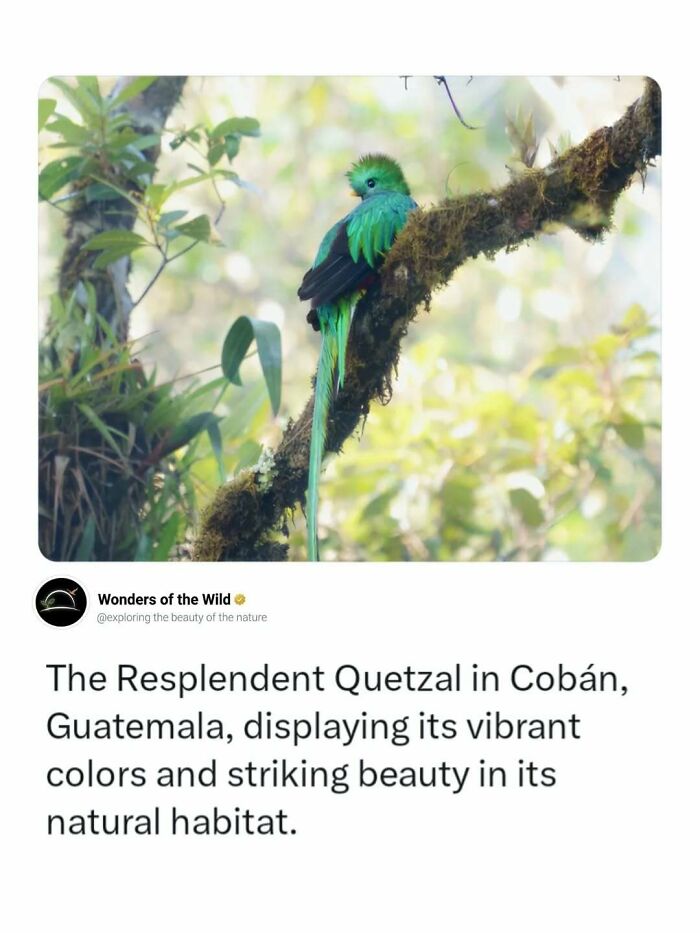 A Resplendent Quetzal perched on a mossy branch, displaying beautiful animal facts.