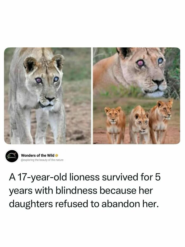A 17-year-old blind lioness with her cubs, showing interesting facts for animal lovers.
