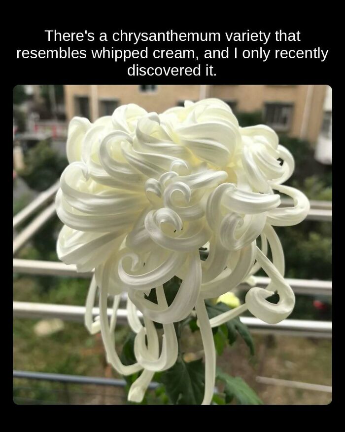 A close-up of a white chrysanthemum flower with petals resembling whipped cream, an unseen fact about flower varieties.