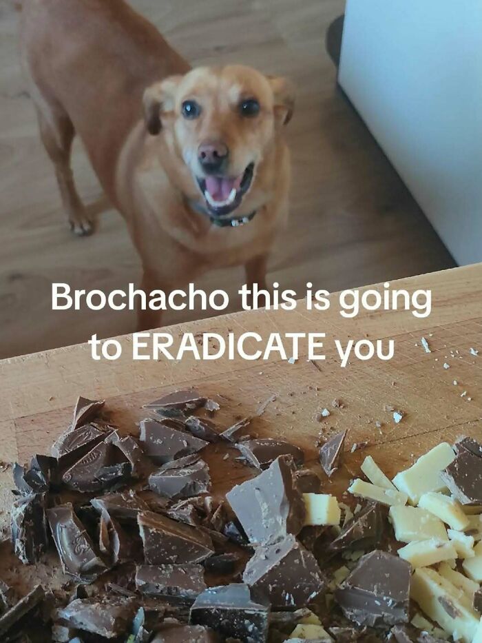 A cringe meme shows a dog looking at chocolate with the text Brocho this is going to ERADICATE you.