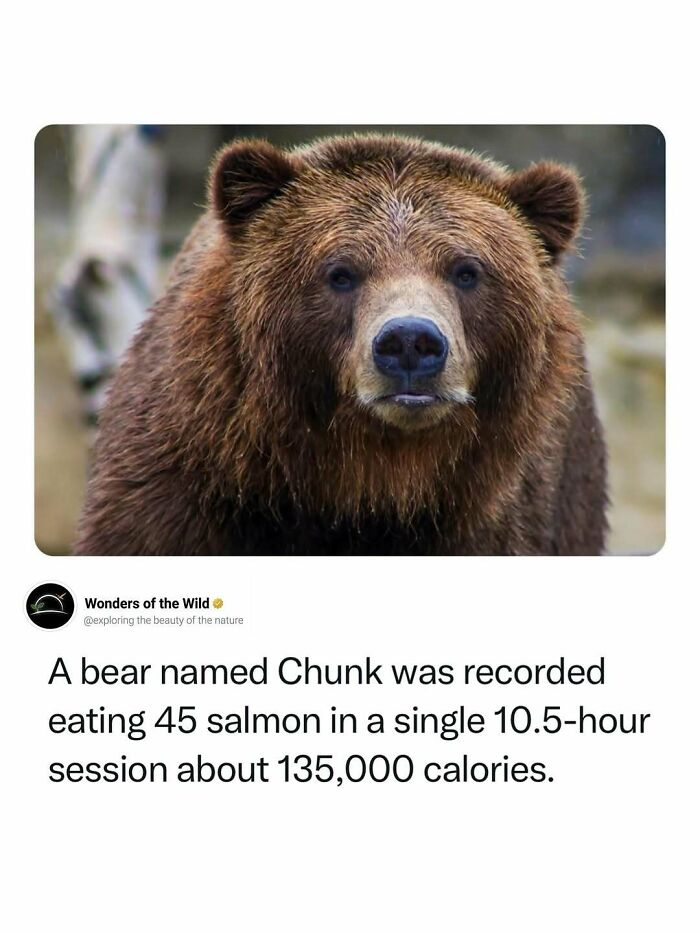 A brown bear named Chunk, eating salmon, highlighting fun facts about animal lovers.