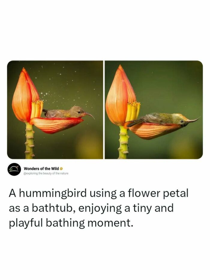 A hummingbird bathing in a flower petal, demonstrating delightful animal facts.