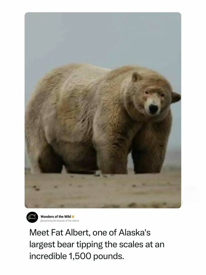Fat Albert, a massive bear from Alaska, presenting interesting animal facts about large animals for animal lovers.