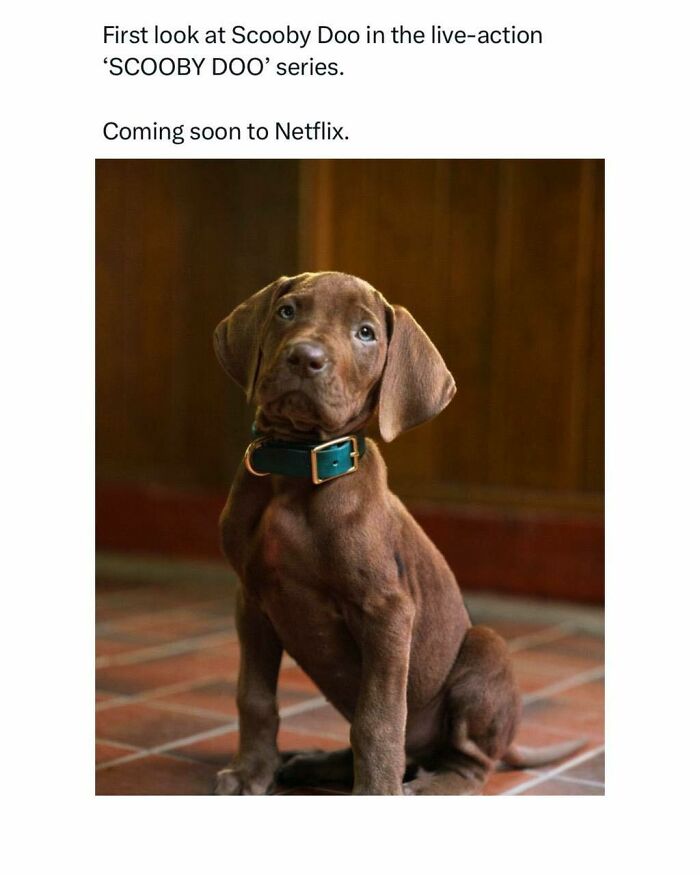 Scooby Doo live-action series pup, a funny pop culture post for instant good vibes.
