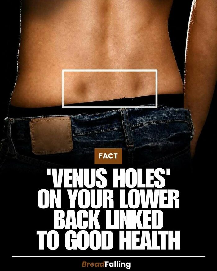 A close-up of a person's lower back with Venus holes highlighted, illustrating an interesting fact about health.