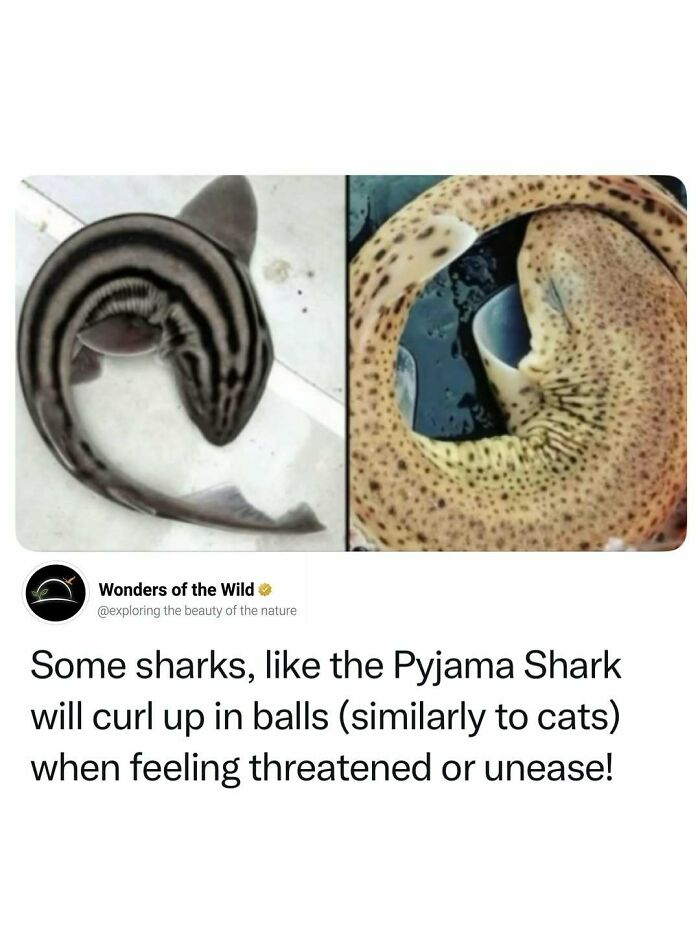 Two Pyjama Sharks curled up, showcasing interesting animal facts about sharks.