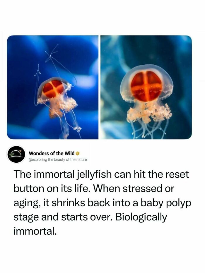 The immortal jellyfish, with its distinct red cross pattern, demonstrating interesting animal facts.