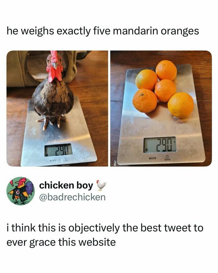 A chicken on a scale next to mandarin oranges, a funny image for quick laugh random memes.