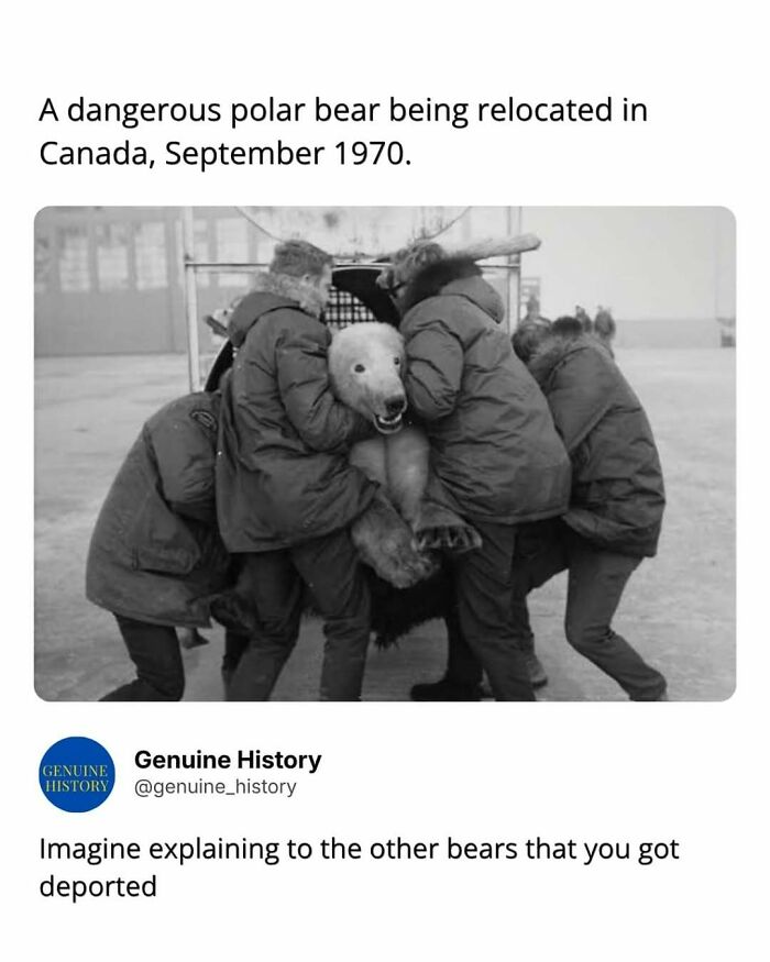 A fascinating fact: multiple people handling a polar bear in Canada, September 1970, during a relocation effort.
