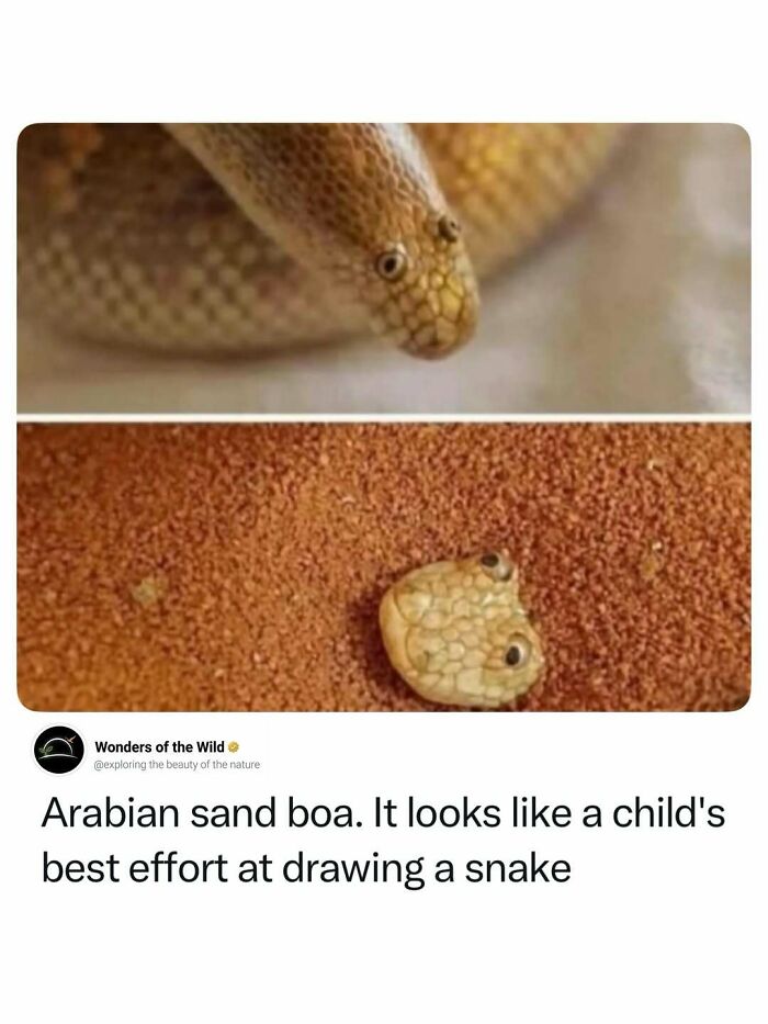 An Arabian sand boa peeking out of sand, showcasing unique animal lovers facts.