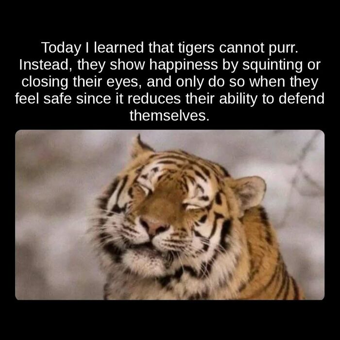 Unseen facts: A tiger squints happily, showing that tigers cannot purr but express happiness by squinting.