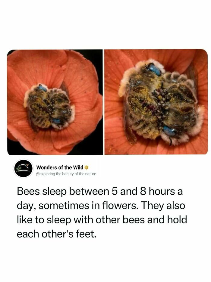 Two bees sleeping in a flower, sharing interesting animal facts for animal lovers.